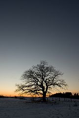 photo "tree#1"