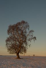 фото "tree#3"