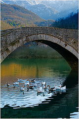 фото "qua qua under the bridge"