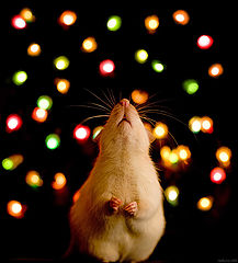 photo "New Year is here"