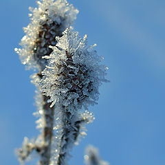 photo "***"
