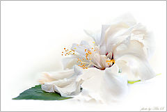 photo "***"