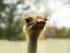 photo "Ostrich"