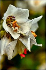 фото "Colours"
