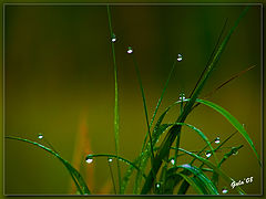 photo "The awakening"