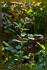 photo "***"