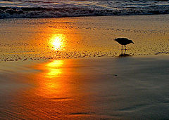 фото "Gull at sunset"
