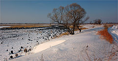 photo "***"