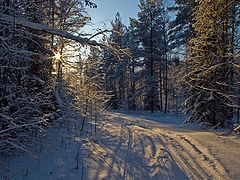 photo "Turn to the Sun"