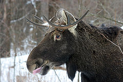 фото "Январский"