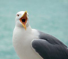 photo "singing sea gull"