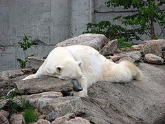 фото "Lazy Day"