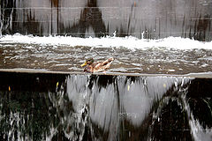 photo "***"