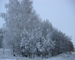 фото "А утром выпал иней"