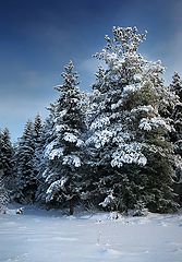 фото "На опушке сказочного леса"