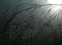 фото "THE WEB"