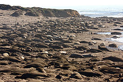 photo "Elephant Seals on the beach"