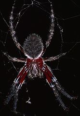 photo "Garden Orb Weaving Spider"