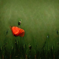 фото "Poppy"
