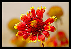 photo "***"