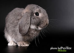 photo "Rabbit"
