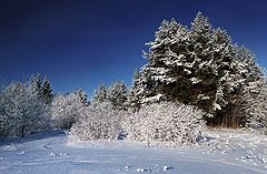 фото "Зимний контраст"
