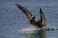 photo "touchdown"