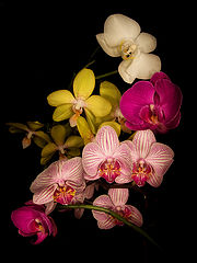 photo "***"