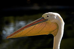 фото "Pelican"
