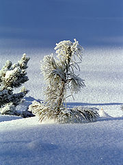 photo "***"
