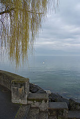 photo "weeping willow"