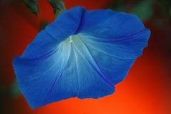 photo "***"