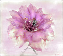 photo "***"