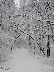 фото "Лесная арка"