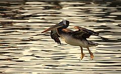 photo "pelican"