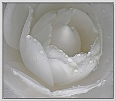 фото "Camellia Apres Shower"