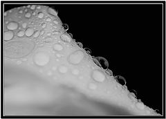 фото "***"