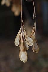 фото "Сережки"