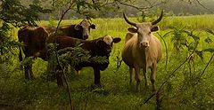 photo "Year of  the Cow"