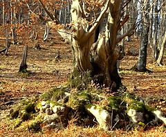 фото "roots"