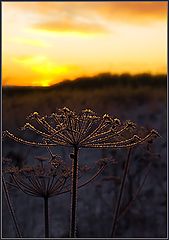 photo "Winter flower"