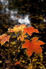 photo "Autumn colors"