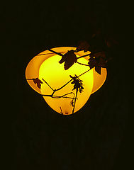 photo "Lemon lantern"