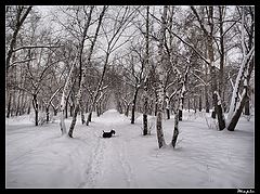 фото "Своды старого парка"