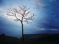 photo "Tree on sunset"