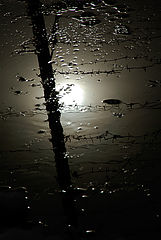 photo "***"