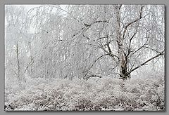 фото "Когда все белое"