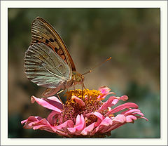 photo "Poem of Nature"