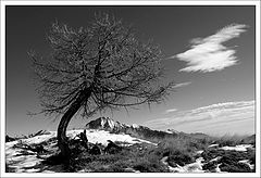 photo "alone"