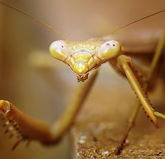 photo "Портрет богомола / A portrait of mantis"